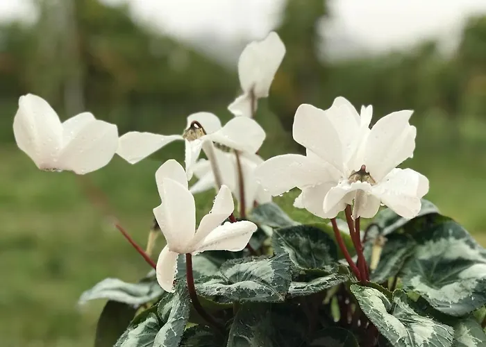 La Grotta Nyaraló Pastrengo